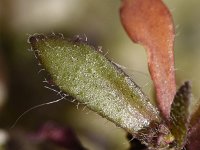 Draba glabrescens