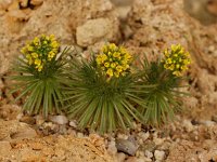 Draba hispanica 3, Saxifraga-Willem van Kruijsbergen