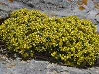 Draba hispanica 4, Saxifraga-Willem van Kruijsbergen