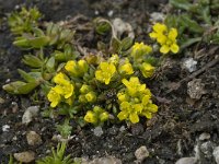 Draba hoppeana 2, Saxifraga-Willem van Kruijsbergen