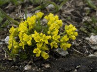 Draba hoppeana 3, Saxifraga-Willem van Kruijsbergen