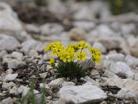 Draba hoppeana 4, Saxifraga-Luuk Vermeer