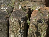 Draba muralis 12, Wit hongerbloempje, Saxifraga-Willem van Kruijsbergen