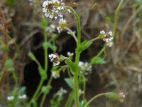 Draba muralis 13, Wit hongerbloempje, Saxifraga-Ed Stikvoort