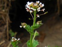 Draba muralis 14, Wit hongerbloempje, Saxifraga-Ed Stikvoort