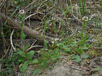 Draba muralis 15, Wit hongerbloempje, Saxifraga-Ed Stikvoort