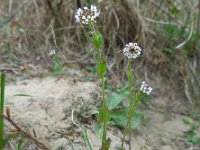 Draba muralis 17, Wit hongerbloempje, Saxifraga-Ed Stikvoort