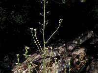 Draba muralis 2, Wit hongerbloempje, Saxifraga-Piet Zomerdijk