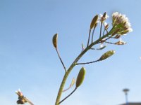 Draba muralis 4, Wit hongerbloempje, Saxifraga-Rutger Barendse