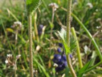 Draba muralis 5, Wit hongerbloempje, Saxifraga-Rutger Barendse