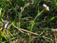 Draba muralis 7, Wit hongerbloempje, Saxifraga-Rutger Barendse