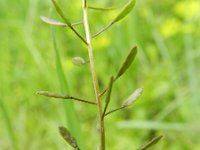 Draba muralis 9, Wit hongerbloempje, Saxifraga-Rutger Barendse