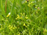 Draba nemorosa 2, Saxifraga-Rutger Barendse