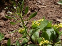 Draba nemorosa 3, Saxifraga-Ed Stikvoort