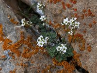 Draba tomentosa