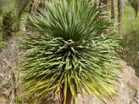 Dracaena draco 3, Saxifraga-Rutger Barendse