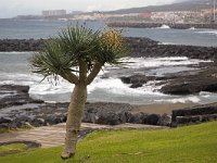 Dragon Tree (Dracaena draco), Playa de las Americas, Tenerife, Canary Islands, Spain  Dragon Tree (Dracaena draco), Playa de las Americas, Tenerife, Canary Islands, Spain : Atlantic Ocean, beach, black sand, Canaries, Canary Islands, coast, Europe, European, ocean, Playa  Playa de las Americas, sand, sandy, sea, shore, shoreline, Spain, Spanish, Tenerife, tourism, vacation, water, wave, Dragon Tree, Dracaena draco, endemic