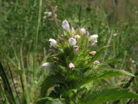 Dracocephalum parviflorum 3, Saxifraga-Rutger Barendse