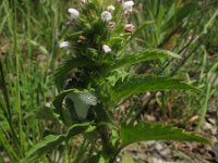 Dracocephalum parviflorum 5, Saxifraga-Rutger Barendse