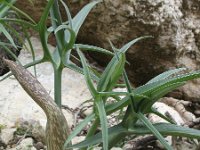 Dracunculus musciformis 3, Saxifraga-Rutger Barendse