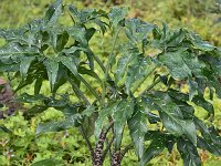 Dracunculus vulgaris 12, Saxifraga-Harry Jans