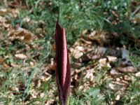 Dracunculus vulgaris 18, Saxifraga-Jan van der Straaten