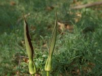 Dracunculus vulgaris 19, Saxifraga-Jan van der Straaten