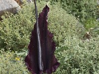 Dracunculus vulgaris 4, Saxifraga-Willem van Kruijsbergen