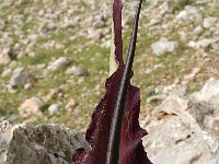 Dracunculus vulgaris 7, Saxifraga-Jan van der Straaten