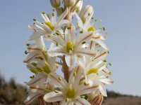 Drimia maritima 12 Saxifraga-Ed Stikvoort