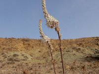 Drimia maritima 13, Saxifraga-Ed Stikvoort