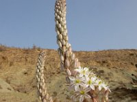 Drimia maritima 14, Saxifraga-Ed Stikvoort