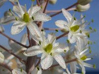 Drimia maritima 3, Saxifraga-Ed Stikvoort