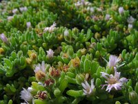 Drosanthemum floribundum 3, Saxifraga-Ed Stikvoort