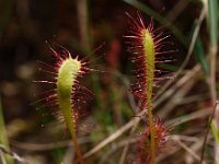 Drosera anglica 15, Lange zonnedauw, Saxifraga-Hans Dekker