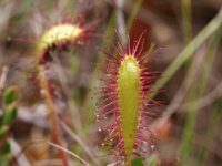 Drosera anglica 16, Lange zonnedauw, Saxifraga-Hans Dekker