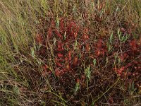 Drosera anglica 19, Lange zonnedauw, Saxifraga-Hans Boll