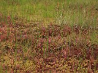 Drosera anglica 20, Lange zonnedauw, Saxifraga-Hans Boll