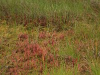 Drosera anglica 21, Lange zonnedauw, Saxifraga-Hans Boll