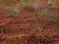 Drosera anglica 23, Lange zonnedauw, Saxifraga-Hans Boll