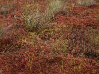 Drosera anglica 25, Lange zonnedauw, Saxifraga-Hans Boll