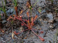 Drosera anglica 3, Lange zonnedauw, Saxifraga-Willem van Kruijsbergen