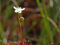 Drosera anglica 32, Lange zonnedauw, Saxifraga-Hans Dekker