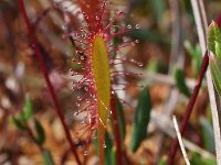 Drosera anglica 34, Lange zonnedauw, Saxifraga-Hans Dekker