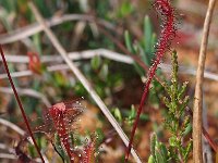 Drosera anglica 35, Lange zonnedauw, Saxifraga-Hans Dekker