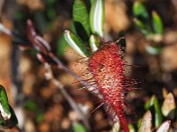 Drosera anglica 36, Lange zonnedauw, Saxifraga-Hans Dekker