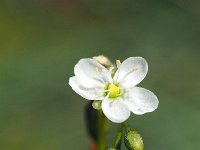 Drosera anglica 39, Lange zonnedauw, Saxifraga-Hans Dekker