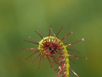 Drosera anglica 40, Lange zonnedauw, Saxifraga-Hans Dekker