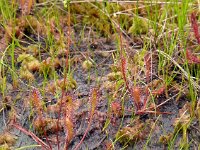 Drosera anglica 44, Lange zonnedauw, Saxifraga-Hans Grotenhuis