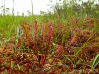 Drosera anglica 45, Lange zonnedauw, Saxifraga-Hans Grotenhuis